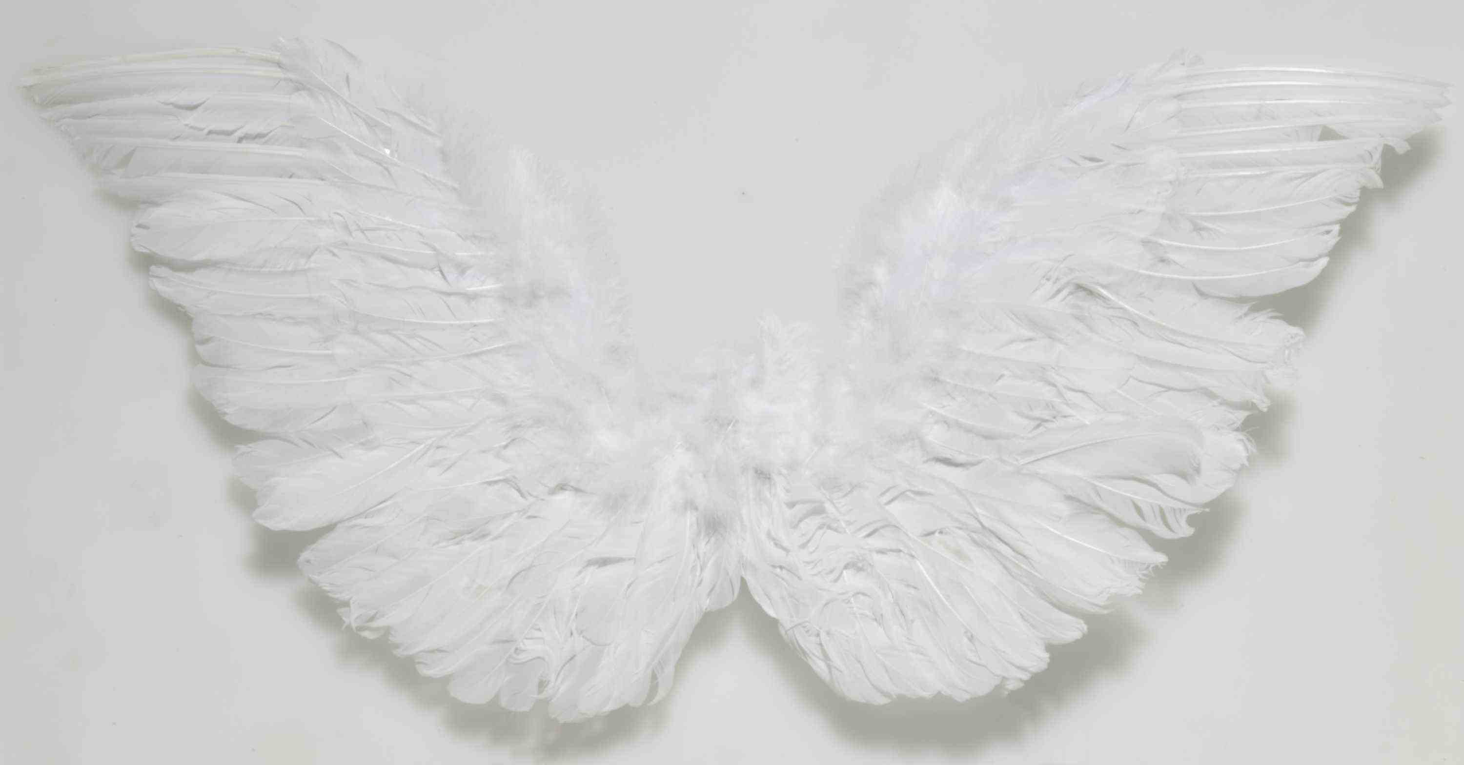 Angel Wings  - White